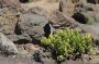 04HaleakalaBike - 11 * Sparse vegetation